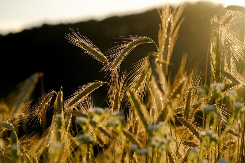 Magical Crops