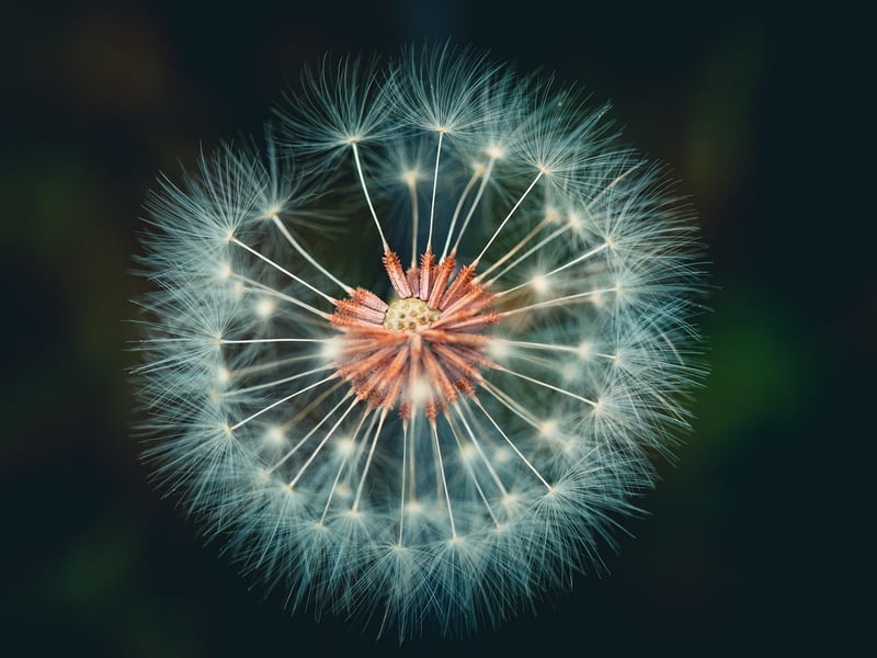Magical Entities