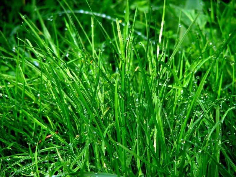 Mystical Greenery