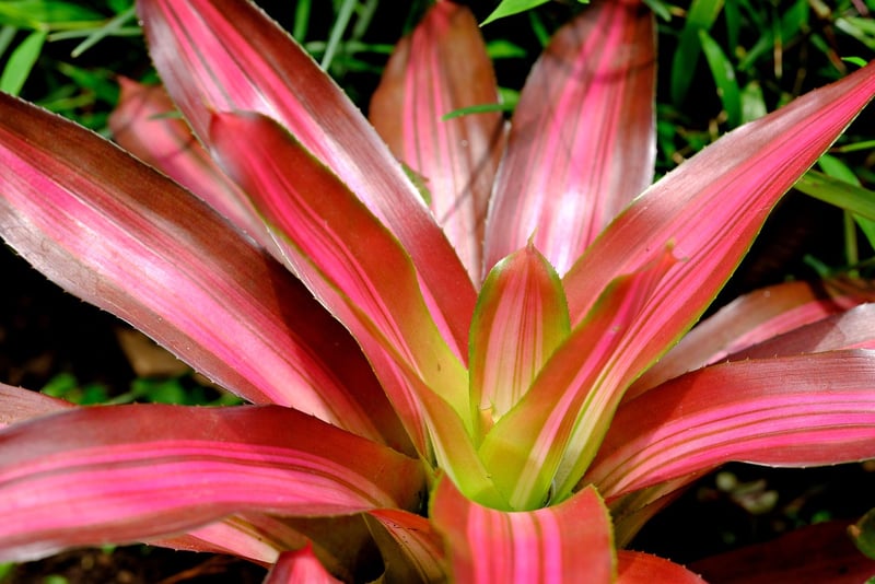Silver Vase Bromeliad