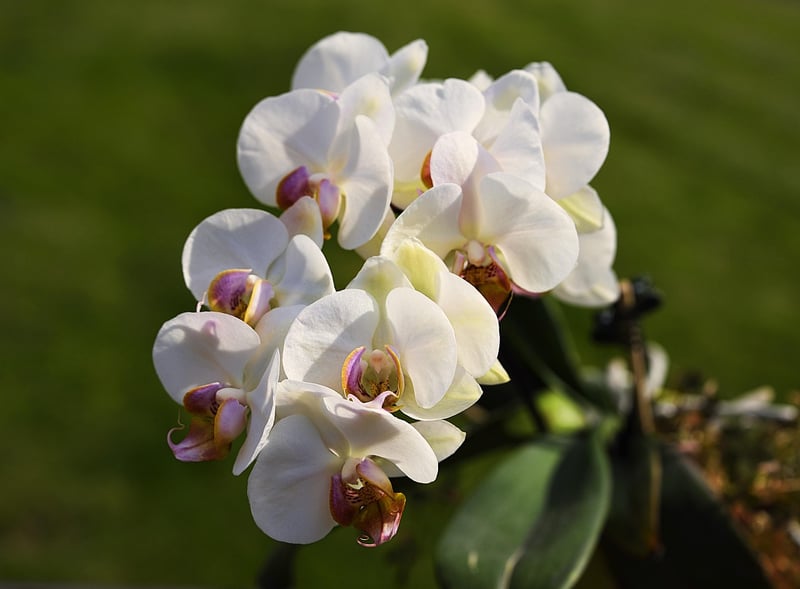 Ghost Orchid