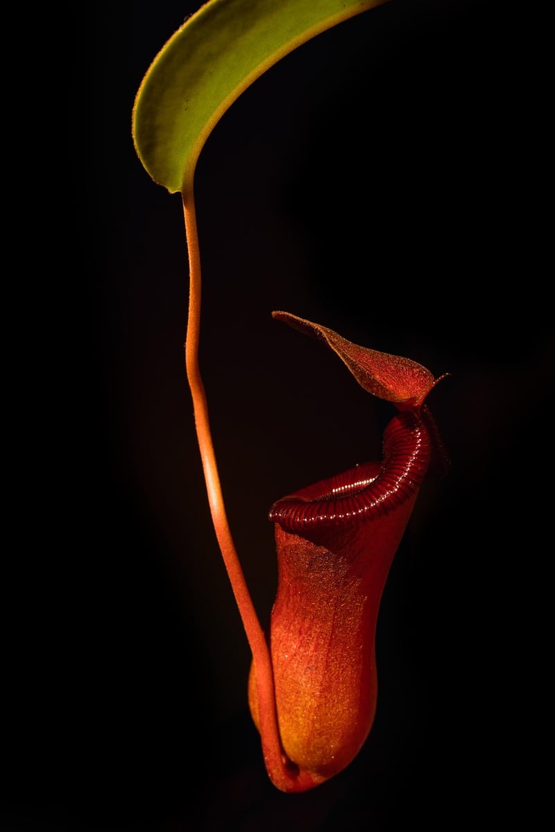 Pitcher Plant